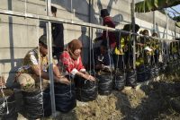 Harga Cabai Meroket di Petani, Pemkot Surabaya Gerakkan Warga Tanam Cabai