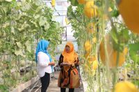 Sukses Panen Melon Ketiga di Lahan Fasum, Kelompok Tani Caping Kota Surabaya Siap Kembangkan Budidaya