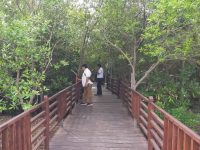 Hingga Pertengahan Tahun 2024, Pengunjung Kebun Raya Mangrove Surabaya Tembus 43 Ribu Orang