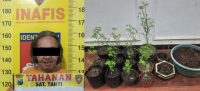 Polres Malang Bekuk Pria 64 Tahun Karena Tanam Ganja di Pekarangan