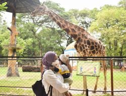 Libur Lebaran Seru di KBS: Pertunjukan Seni, Musik, dan Edukasi Satwa Menanti Pengunjung