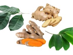 Resep Alami Mengobati Asam Urat dengan Daun Salam, Kunyit, Jahe, dan Daun Sirsak