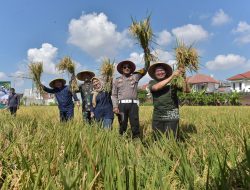 Pemkot Surabaya dan Kodim Ikut Panen Padi Serentak Nasional