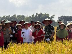 Mojokerto Catat Peningkatan Produksi Padi, Bupati Al Barra Optimis Capai Target Swasembada Pangan