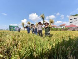 Tingkatkan Produksi Padi, Pemkot Bantu Pembibitan hingga Irigasi untuk Poktan di Surabaya