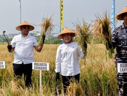 Pemkot Surabaya dan TNI AL Gelar Panen Raya Padi Serentak