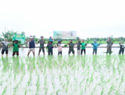 Jajaran Kodim Lamongan Konsisten Tingkatkan Produksi Pertanian