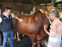 Sapi Raksasa dari Gresik Jadi Pilihan Presiden Prabowo untuk Kurban Idul adha