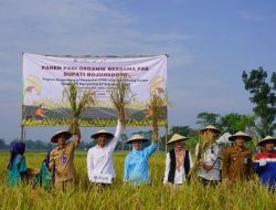 Bojonegoro Sukses Gelar Panen Raya Padi Organik dengan Produktivitas Tinggi