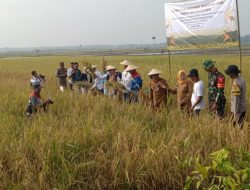 Panen Raya Padi Organik di Sambiroto, Sinergi Tiga Pilar Dukung Program Asta Cita