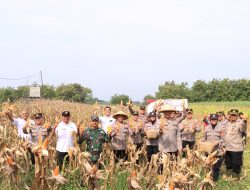 Dukung Asta Cita Presiden, Polres Madiun Panen 1 Ton Jagung