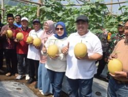 Bupati Jombang Panen Melon Bersama Pemuda Muhammadiyah di Gudo