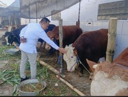 Peringati Idul Adha 1446 H, Cak YeBe Berkurban 15 Sapi dan 10 Kambing untuk Masyarakat