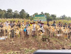 Tingkatkan Produksi Pertanian, Koramil Solokuro Panen Jagung di Tebluru