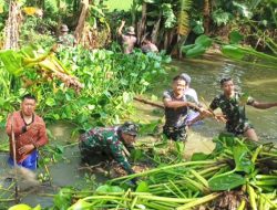 Cegah Banjir, Kodim Lamongan Bersama Warga Bersihkan Enceng Gondok