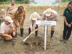 Pemkab Bojonegoro Tanam Perdana Pepaya California untuk Kesejahteraan Petani