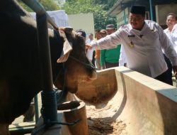 Hewan Kurban Milik Presiden RI Akan Disalurkan ke Masjid Baitul Mukminin Jombang
