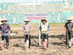 Gandeng PT Nikos, Kapolres Lamongan Targetkan Panen Jagung 10 Ton per Hektare