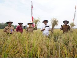 Bupati dan Wakil Bupati Bojonegoro Hadiri Syukuran Wiwit Massal Panen Raya