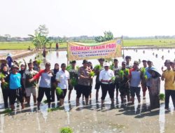 Babinsa, Muspika dan Petani Kompak Tanam Padi di Kembangbahu Lamongan
