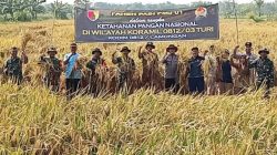 Padi PMJ 01 Jadi Primadona Panen Raya Koramil Turi Lamongan