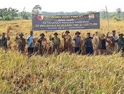 Padi PMJ 01 Jadi Primadona Panen Raya Koramil Turi Lamongan