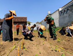 Dukung Ketahanan Pangan, Polresta Malang Kota Tanam Jagung Bersama Ponpes Hidayatul Mubtadi’in