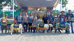 Kontes Kambing dan Domba Piala Wali Kota Batu, Ajang Adu Gengsi Ternak Unggul Se-Jatim