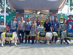 Kontes Kambing dan Domba Piala Wali Kota Batu, Ajang Adu Gengsi Ternak Unggul Se-Jatim