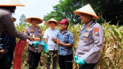 Polresta Malang Kota Pimpin Panen Raya Jagung, Siap Sumbang Ton Hasil ke Bulog