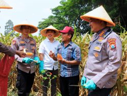 Polresta Malang Kota Pimpin Panen Raya Jagung, Siap Sumbang Ton Hasil ke Bulog