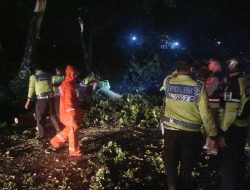 Aksi Cepat Polisi Lamongan Atasi Pohon Tumbang, Lalin Sukodadi–Pucuk Kembali Lancar