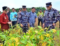 Kepala Staf Angkatan Laut Laksamana TNI Dr. Muhammad Ali, SE,,M,,M,M,Tr,Opsla, Meninjau Secara Langsung Medan Kegiatan Panen Ketahanan Pangan TNI AL Di Wilayah Lampung