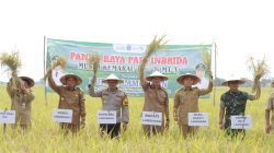 Sawah Di Kembangbahu Siap Panen MT III