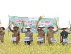 Sawah Di Kembangbahu Siap Panen MT III