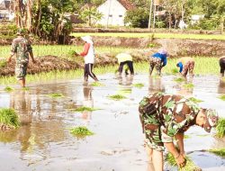 Babinsa Ngimbang dan Kelompok Tani Sri Makmur Kompak Tanam Padi Unggul
