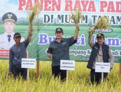 Panen Raya Ketiga Berhasil dan Tembus Harga Tinggi