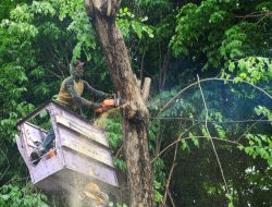 Pemkot Surabaya Gencarkan Perantingan hingga Peremajaan Pohon Tua
