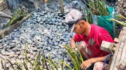 TPS Tanam Harapan untuk Pesisir Surabaya 10.000 Bibit Mangrove Disiapkan untuk Keberlanjutan Ekosistem